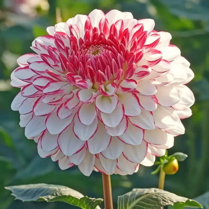 🌺 Rare Double Dahlias 🌿 Bold, Lush Blooms You Won’t Find in Ordinary Gardens