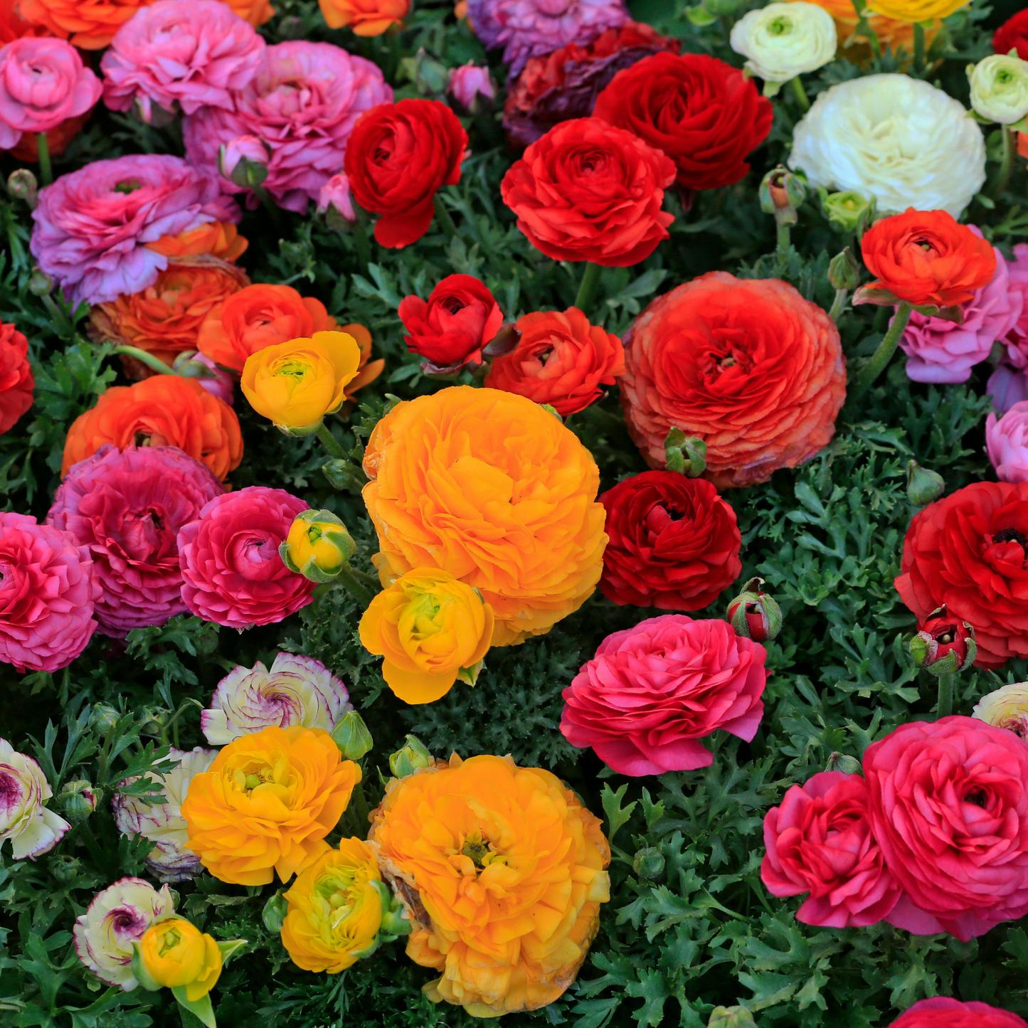 🌸 Grow Bouquet-Quality Flowers at Home with Ranunculus Bulbs 💐