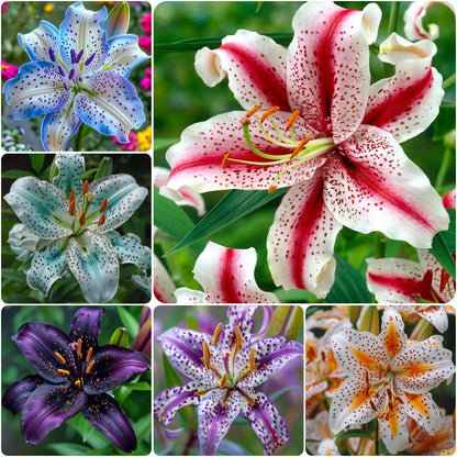 🔥Premium Lily Bulbs🌺Easy to Grow, Fast Blooming ✨ Perfect for Beginners