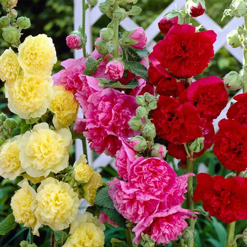 DOUBLE HOLLYHOCK SEEDS