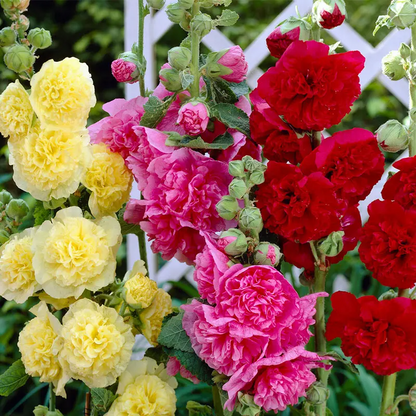 DOUBLE HOLLYHOCK SEEDS