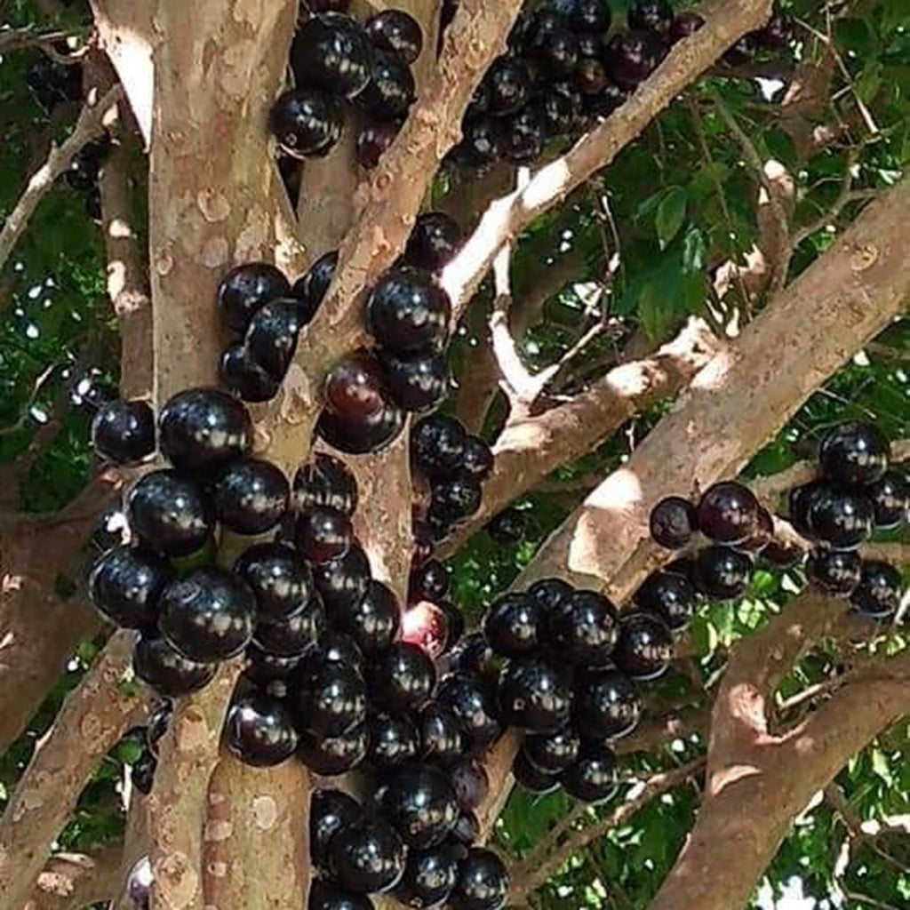 Grapes that Grow on Trees! 🌳🍇 Jaboticaba Heirloom Tree Seeds