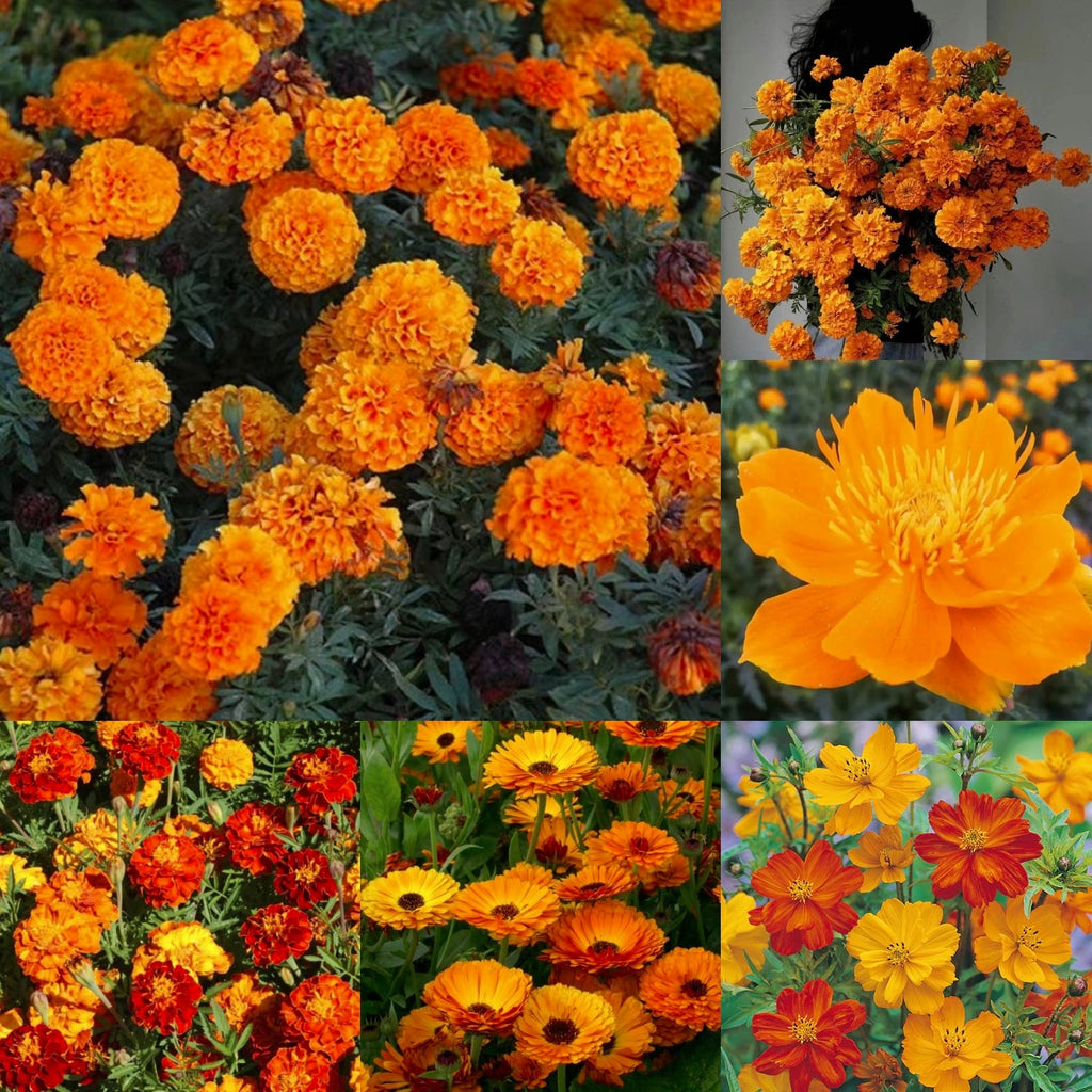 Orange You Glad - Orange Flower Seed Mix