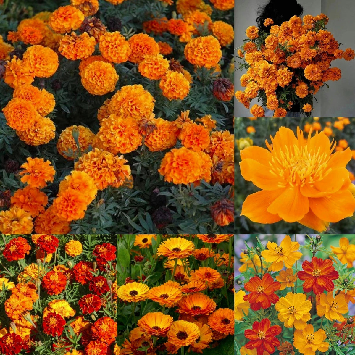 Orange You Glad - Orange Flower Seed Mix