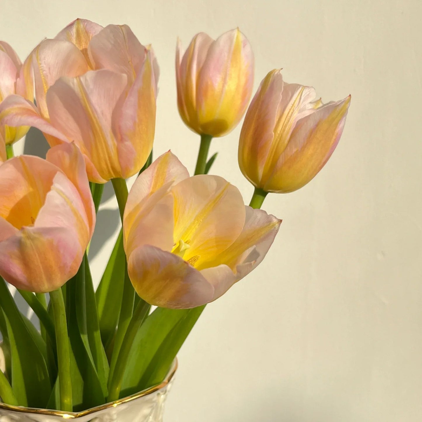 💥Spring NEW🌷Tulips "first love"seeds