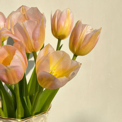 💥Spring NEW🌷Tulips "first love"seeds