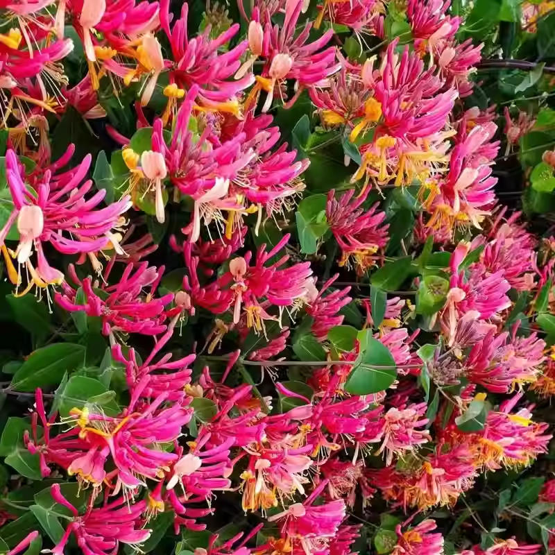 🐝Mixed Color Honeysuckle Seeds | Perennial Climbing Flower, Easy to Grow, Fragrant
