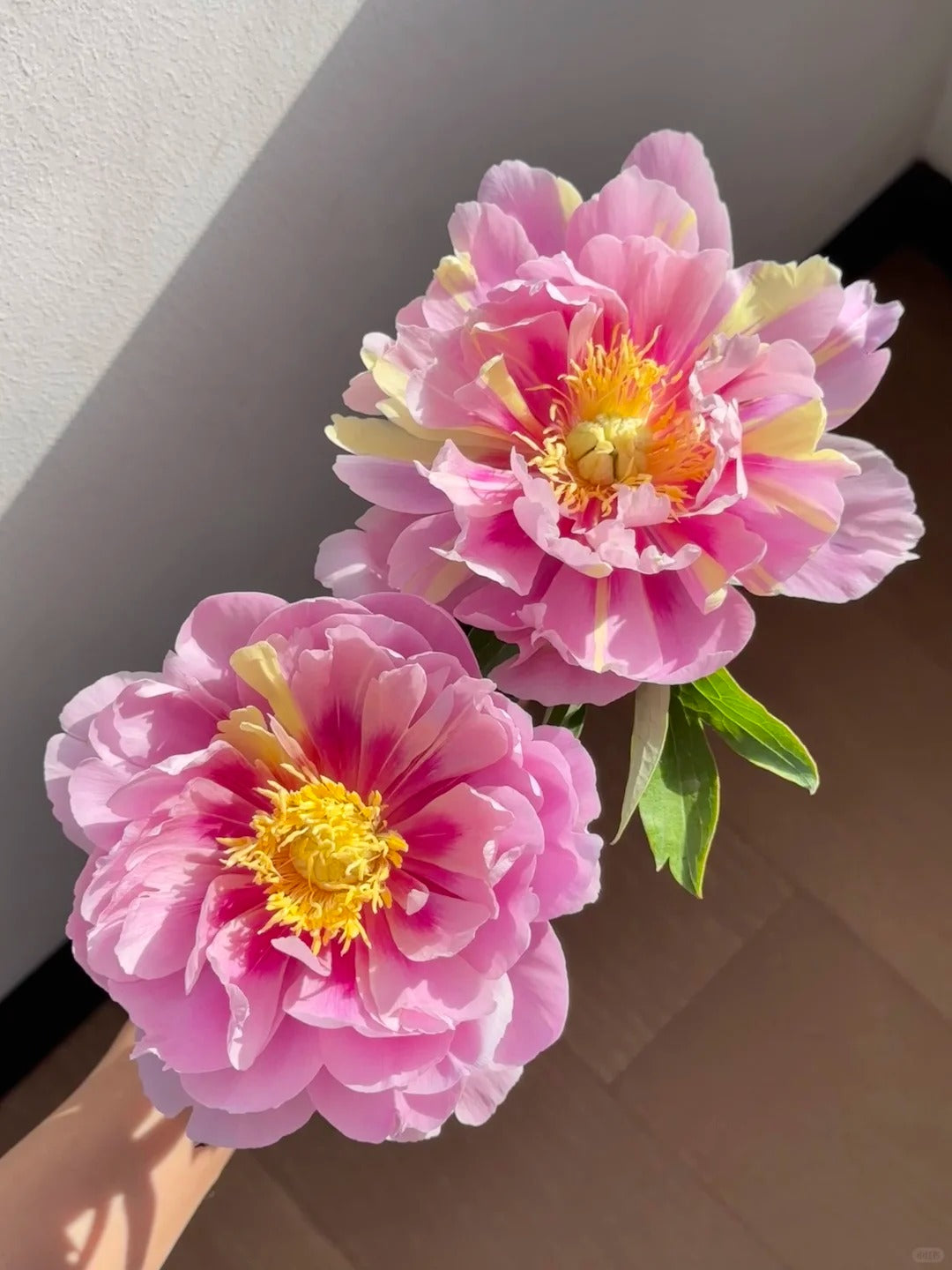 🌺 Peony Bulbs: The Queen of Flowers for Your Garden