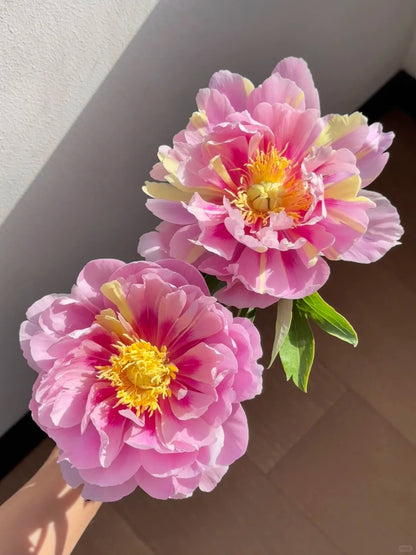 🌺 Peony Bulbs: The Queen of Flowers for Your Garden