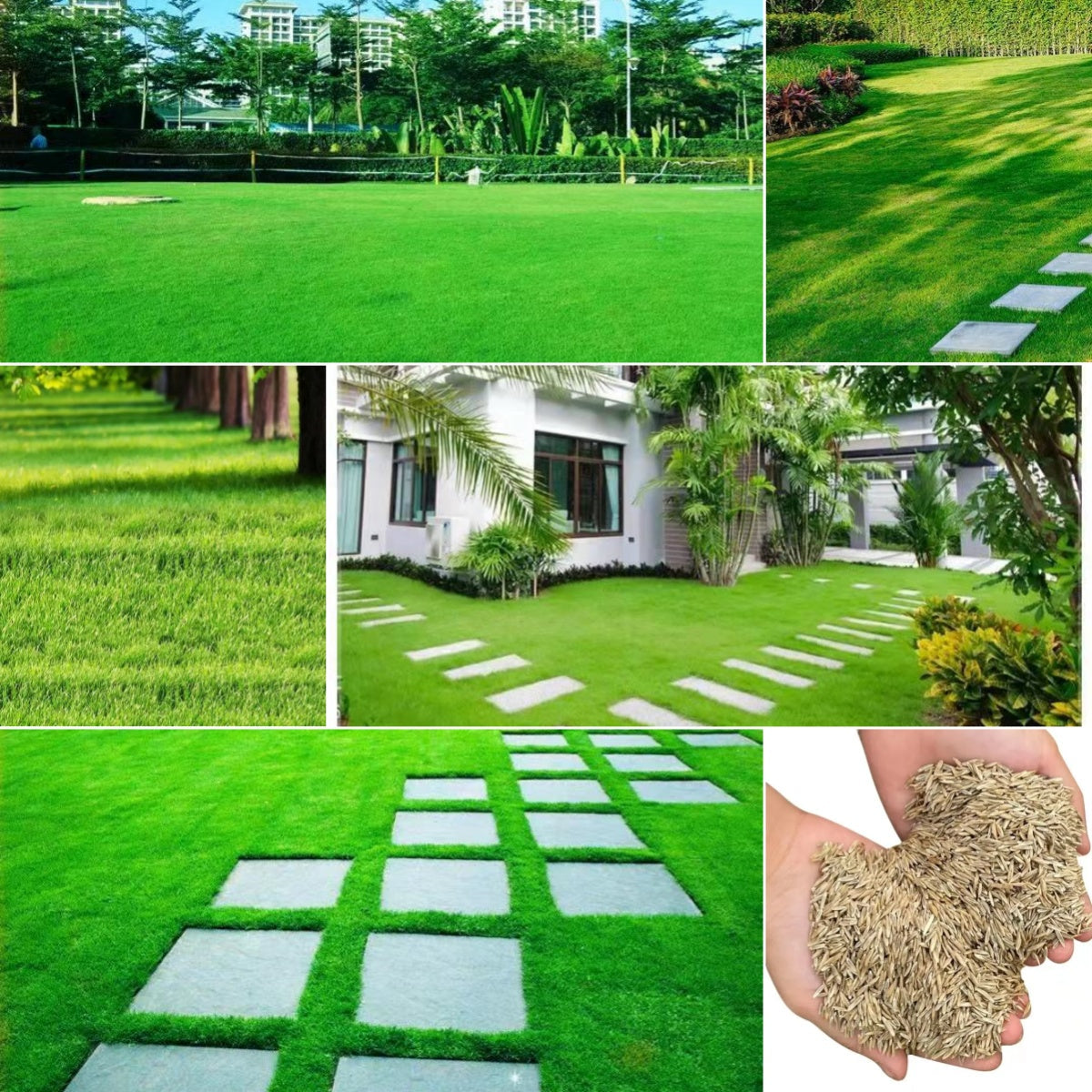 🎉Up to 50% off-Low-Maintenance, Drought and Cold-Resistant, Low-Growing Lawn Seeds