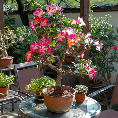 🔥Desert Rose Sale – Save Big Today!🎁 😍Vibrant Blooms All Season Long 🌵