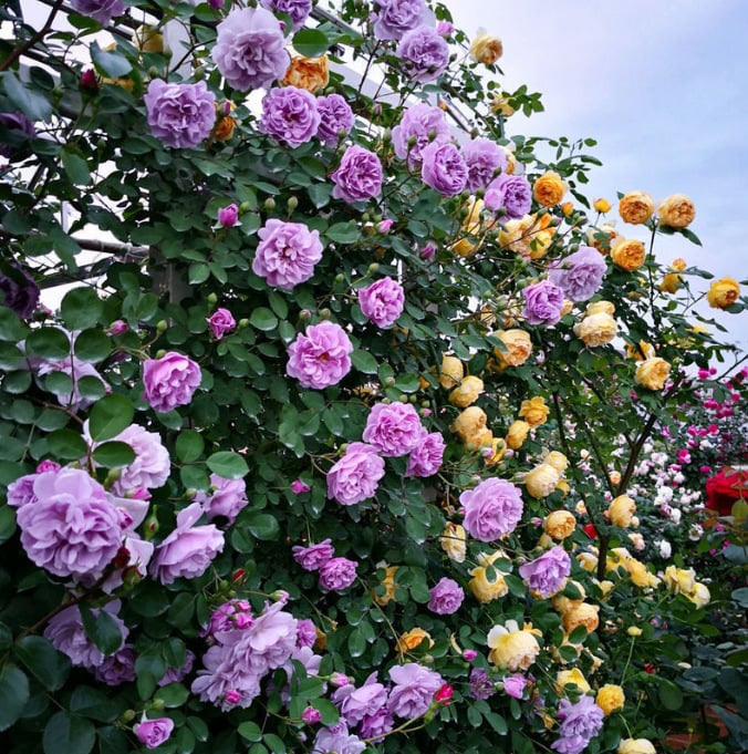 🌹Climbing Rose Seeds🌺 Easy Grow, First-Year Blooming Beauty