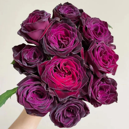 🌺Black Baccara Rose-The Rose That Looks Almost Black