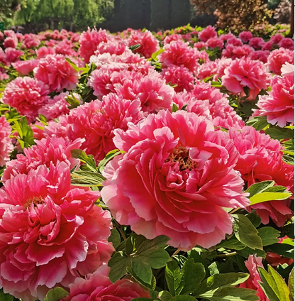 🌺Multicolor Peony Seeds