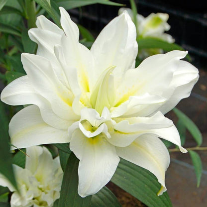 🔥 Easy care 🎁 Pink lily bulbs