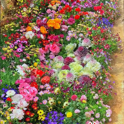 🔥Last day clearance💝Premium Cold-Hardy Mixed Perennial Seeds - Selected 40+ Fall Planting Mix