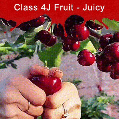 𝜗𝜚🍒ᝰ.ᐟStar your garden with premium Chilean Cherry Seeds for healthy growth and consistent yields 🌿