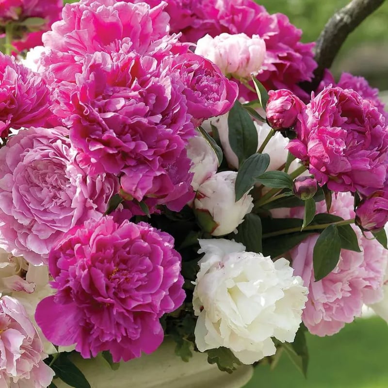🌺🌺🌺 Bring the “Queen of Flowers” to Your Backyard