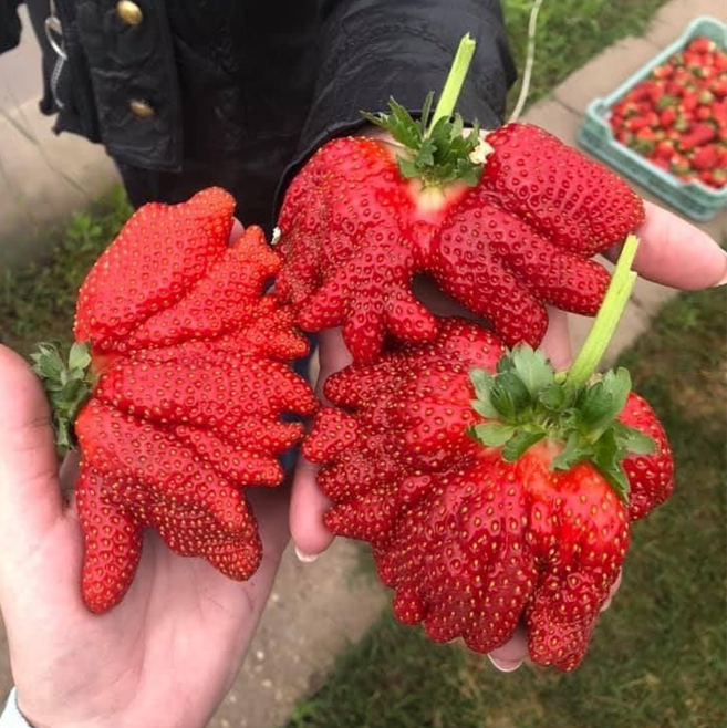 Rare Giant Strawberry Seeds 🍓 Grow Huge, Easy to grow