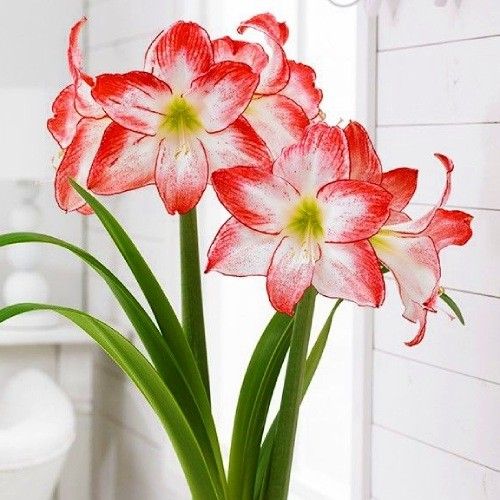 Amaryllis (Hippeastrum) Spotlight