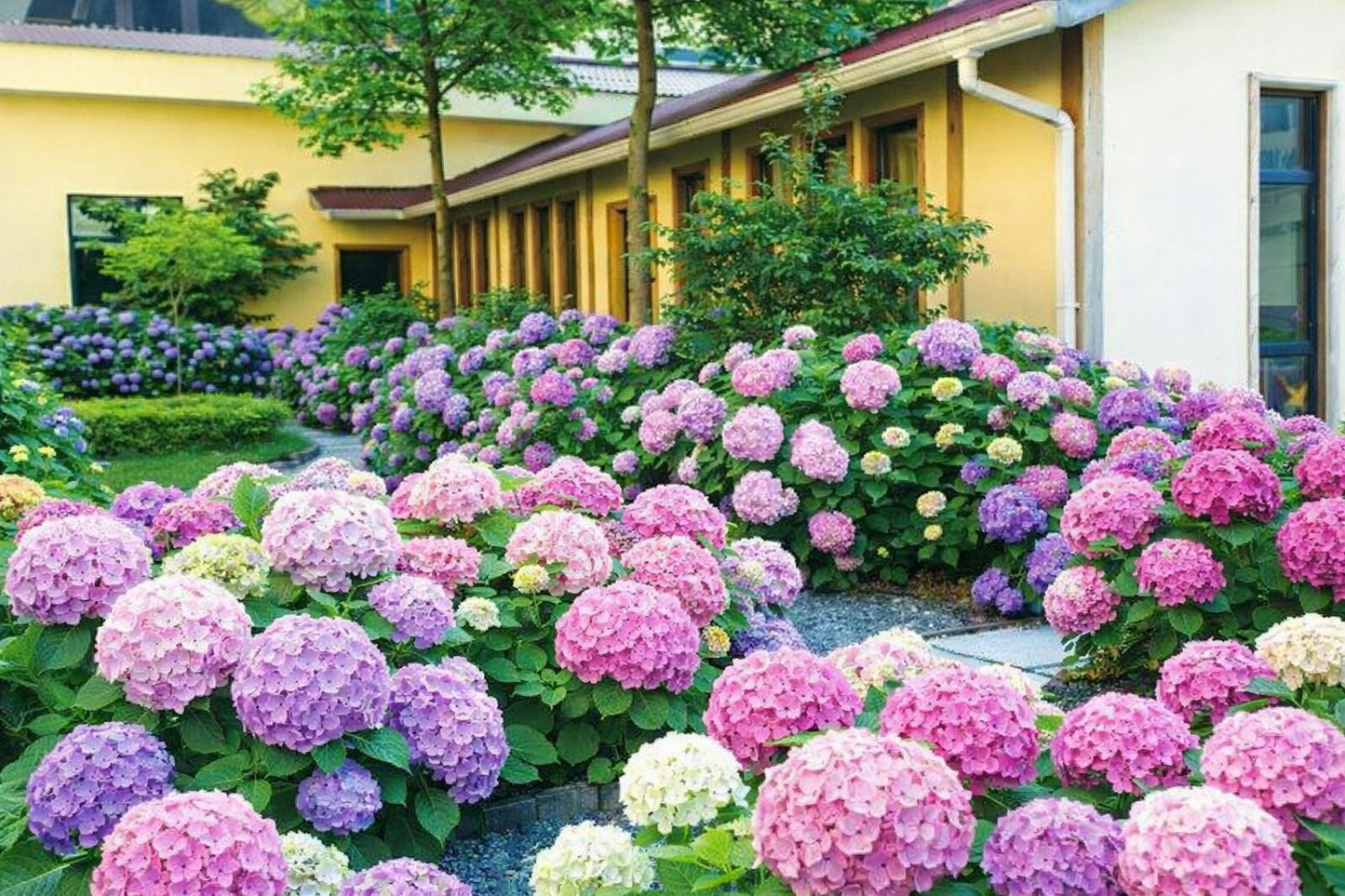 🔥🔥 Hydrangea Bulbs🌸  – Grow Huge, Cloud-Like Blooms at Home 🌿