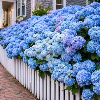 🔥🔥 Hydrangea Bulbs🌸  – Grow Huge, Cloud-Like Blooms at Home 🌿