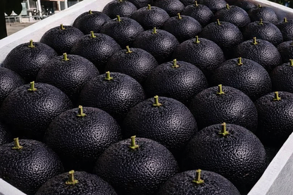 Giant Black Diamond Orange Seeds – Sweet, delicious, nutritious, and easy to grow at home.