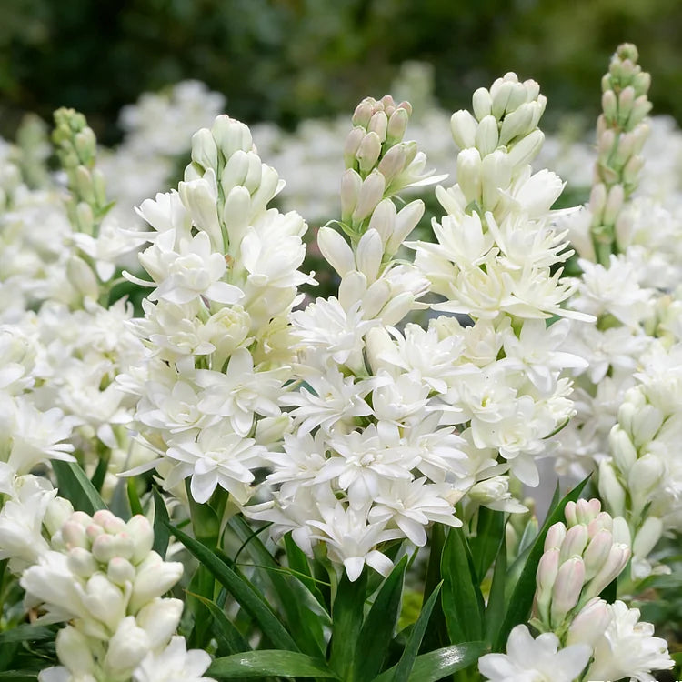 🌺 Double Perfume Tuberose Bulbs — Fill Your Nights With Sweet Fragrance 🌙✨