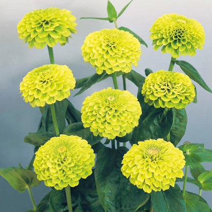 🔥Zinnia Seeds – 🌼Grow a Burst of Color in Your Garden (Fast, Easy & Beginner-Friendly)