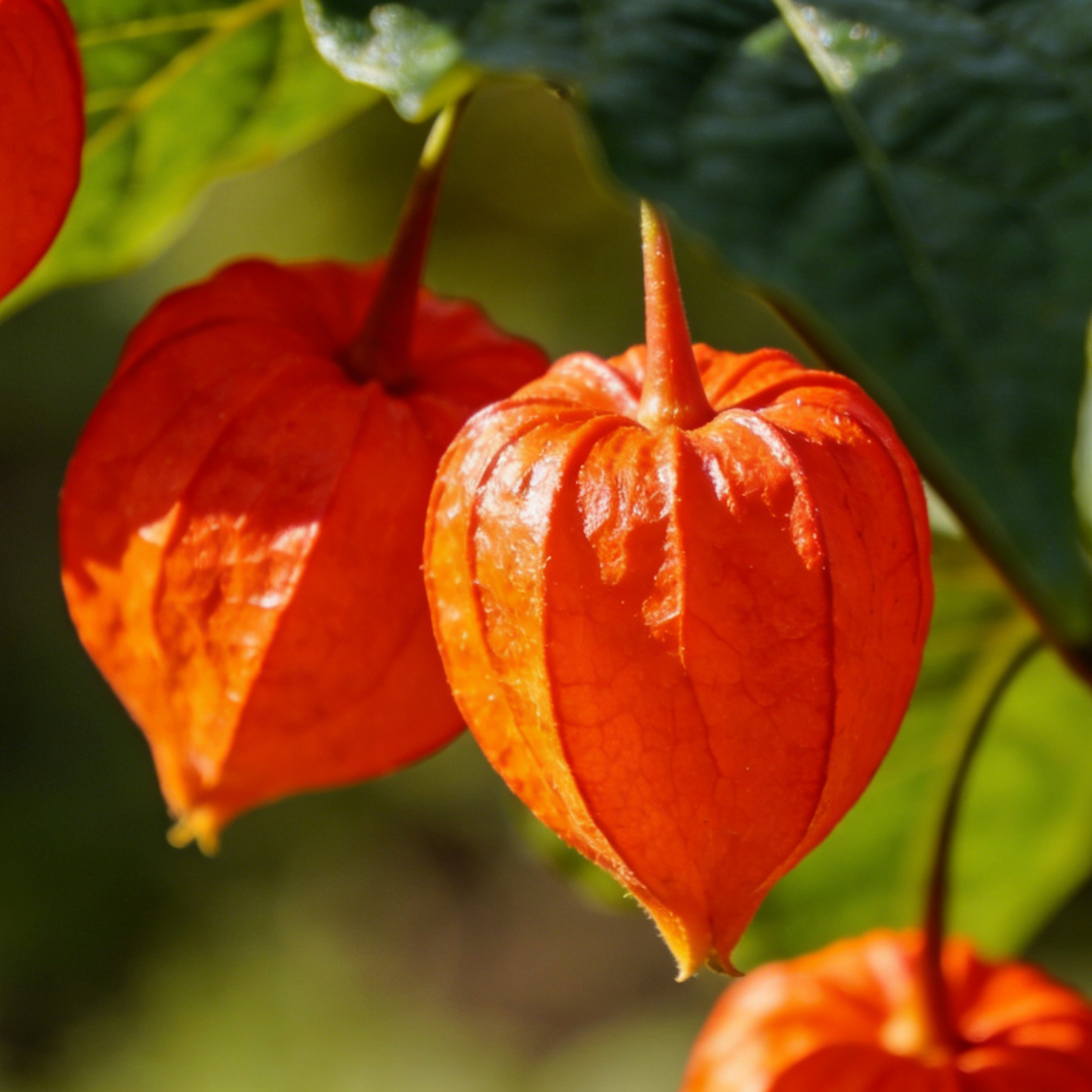 🏮Lantern Flower (Abutilon 🤩⁣) Fruit Seeds for Planting – Heirloom, Non-GMO, Easy to Grow, Annual
