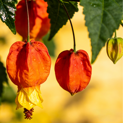 🏮Lantern Flower (Abutilon 🤩⁣) Fruit Seeds for Planting – Heirloom, Non-GMO, Easy to Grow, Annual