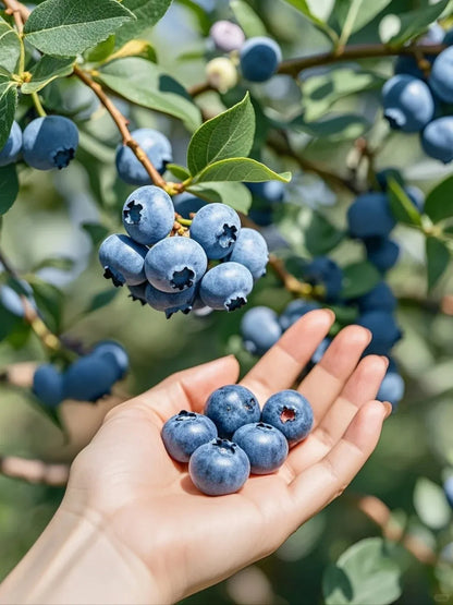 Grow Sweet, Juicy Blueberries Right at Home 🍇