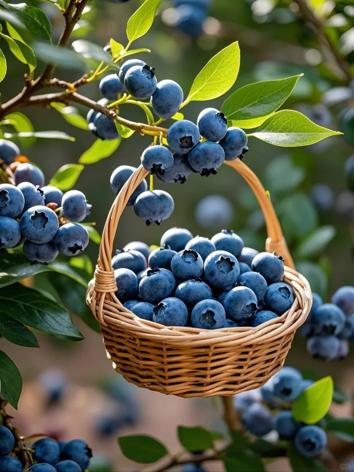 Grow Sweet, Juicy Blueberries Right at Home 🍇
