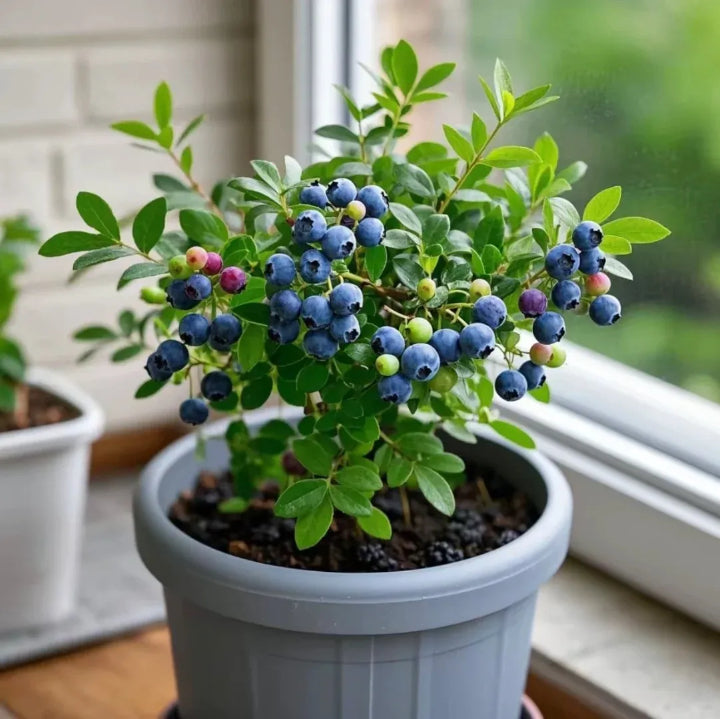 Grow Sweet, Juicy Blueberries Right at Home 🍇