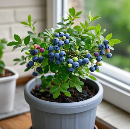 Grow Sweet, Juicy Blueberries Right at Home 🍇