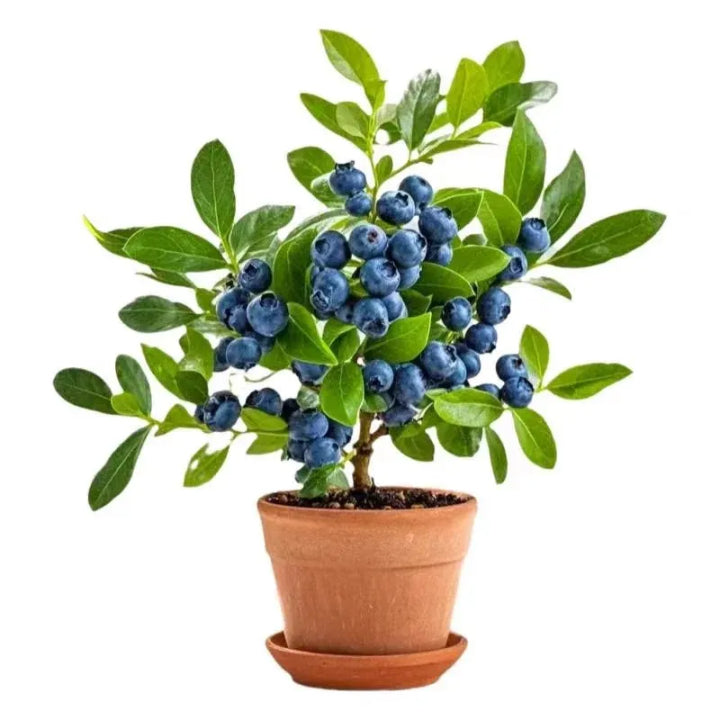 Grow Sweet, Juicy Blueberries Right at Home 🍇