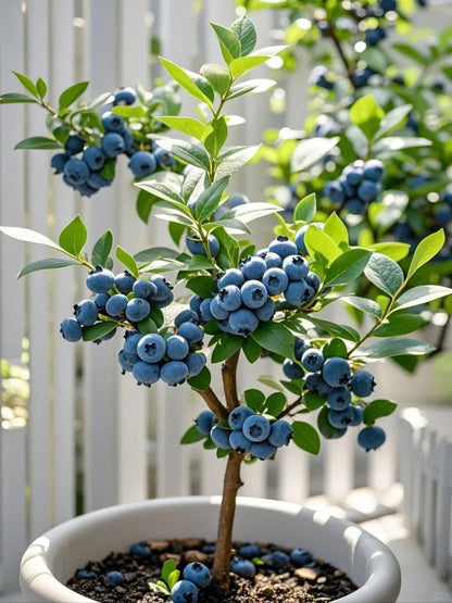 Grow Sweet, Juicy Blueberries Right at Home 🍇