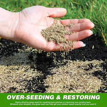 🔥🌿All-Season EverGreen Grass Seeds Mix 🌿