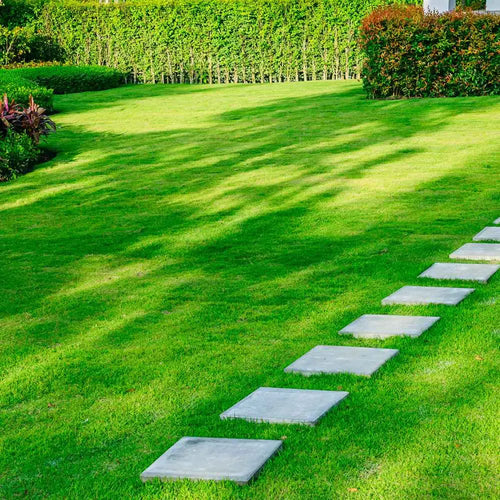 🔥🌿All-Season EverGreen Grass Seeds Mix 🌿