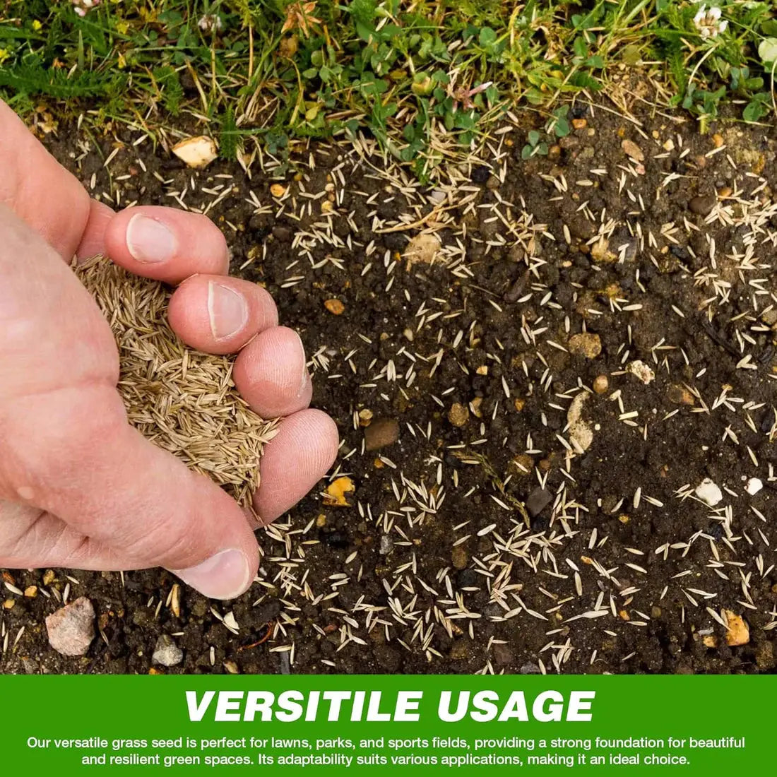 🔥🌿All-Season EverGreen Grass Seeds Mix 🌿
