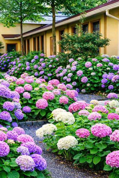 🔥🔥 Hydrangea Bulbs🌸  – Grow Huge, Cloud-Like Blooms at Home 🌿