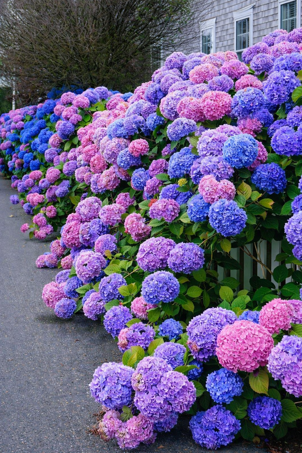 🔥🔥 Hydrangea Bulbs🌸  – Grow Huge, Cloud-Like Blooms at Home 🌿