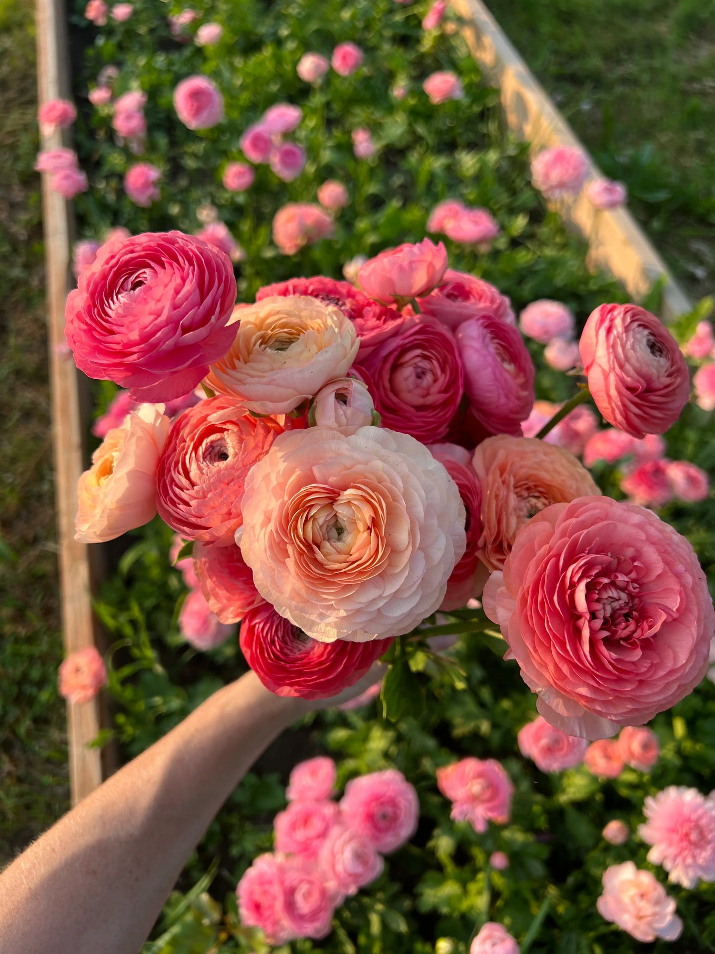 🌸 Grow Bouquet-Quality Flowers at Home with Ranunculus Bulbs 💐