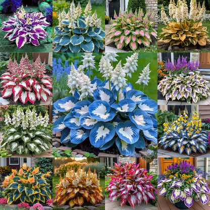 🔥Premium Hosta Seeds🌸Easy to Grow, Comes Back Every Year ✨ Perfect for Beginners