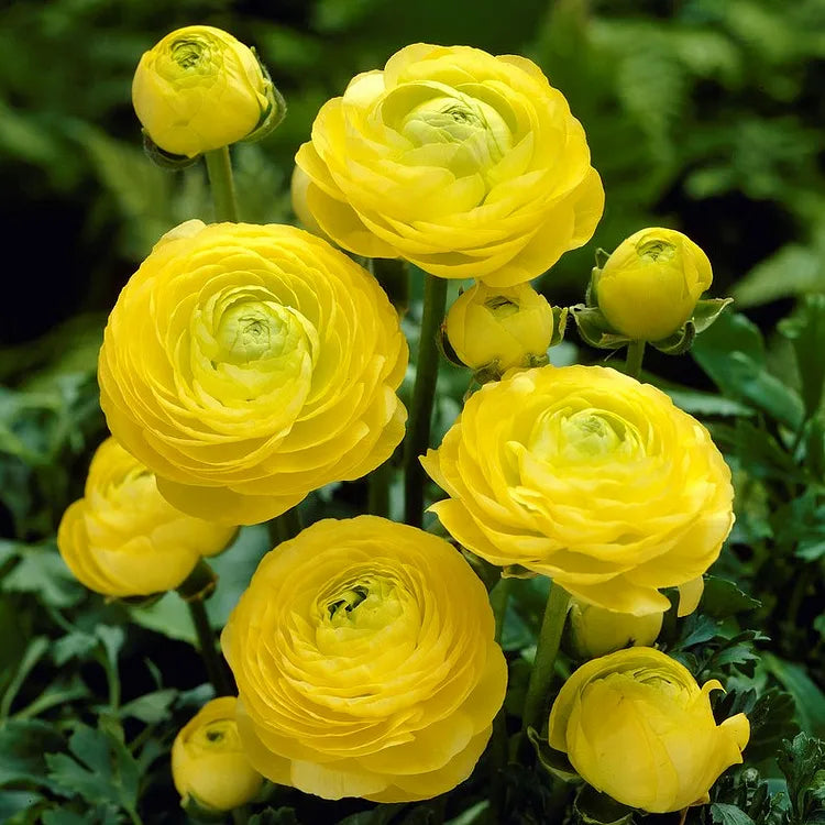 🌸 Grow Bouquet-Quality Flowers at Home with Ranunculus Bulbs 💐