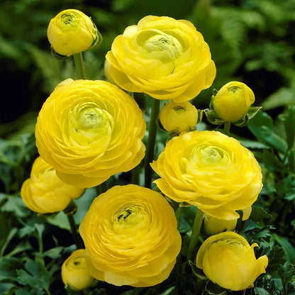 🌸 Grow Bouquet-Quality Flowers at Home with Ranunculus Bulbs 💐