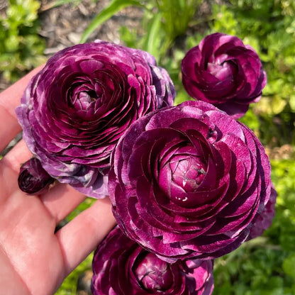 🌸 Grow Bouquet-Quality Flowers at Home with Ranunculus Bulbs 💐