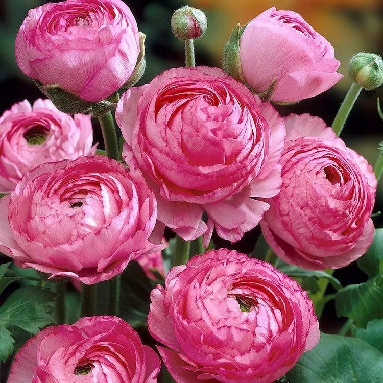 🌸 Grow Bouquet-Quality Flowers at Home with Ranunculus Bulbs 💐