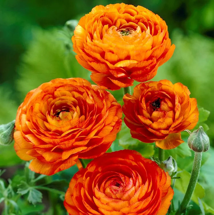 🌸 Grow Bouquet-Quality Flowers at Home with Ranunculus Bulbs 💐