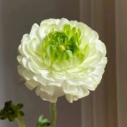 🌸 Grow Bouquet-Quality Flowers at Home with Ranunculus Bulbs 💐